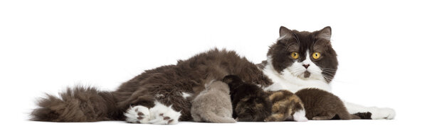 Вид сбоку на лежащего британца с длинными волосами, кормящего своих котят, изол
