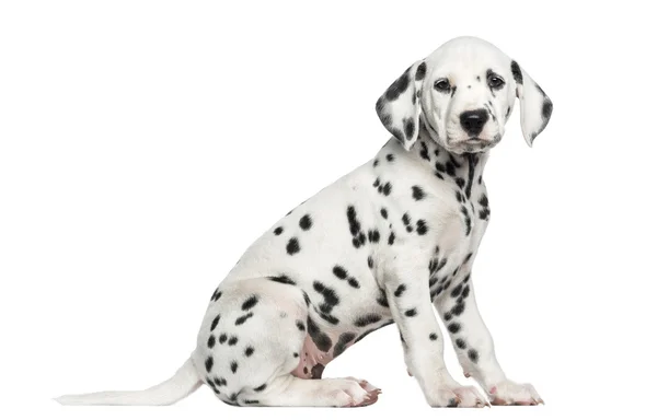 Side view of a Dalmatian puppy sitting, looking at the camera, i — Stock Photo, Image