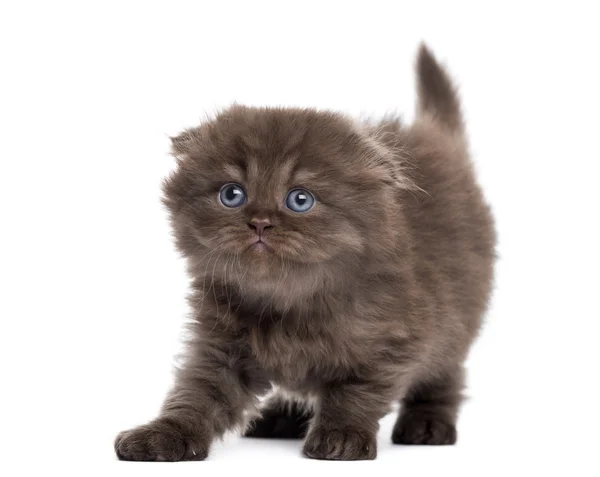 Skotský fold kotě strečink, dívá se nahoru, izolované na wh — Stock fotografie