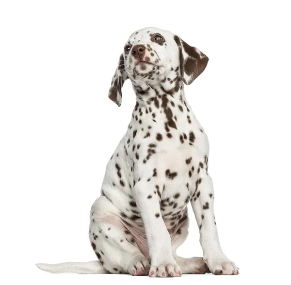 Front view of a Dalmatian puppy looking up, isolated on white — Stock Photo, Image