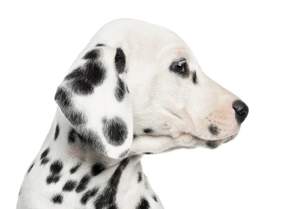 Primer plano del perfil de un cachorro dálmata, aislado en blanco —  Fotos de Stock