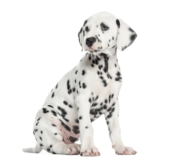 Side view of a Dalmatian puppy sitting, looking away, isolated o — Stock Photo, Image