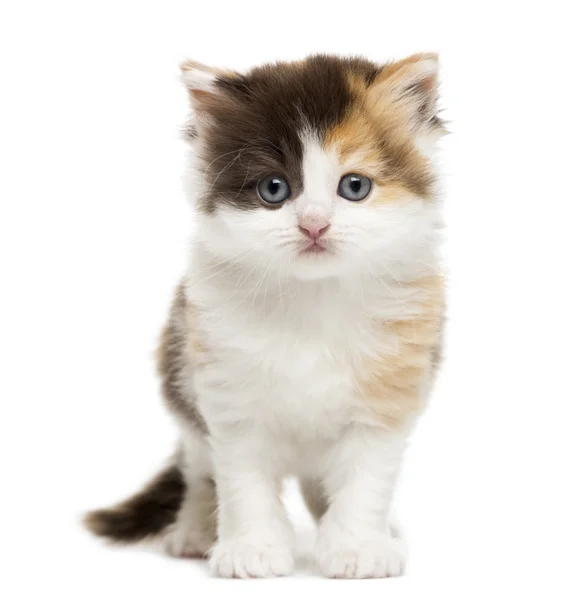 ハイランド ストレート子猫の立っている、w 上に分離されての正面図 — ストック写真