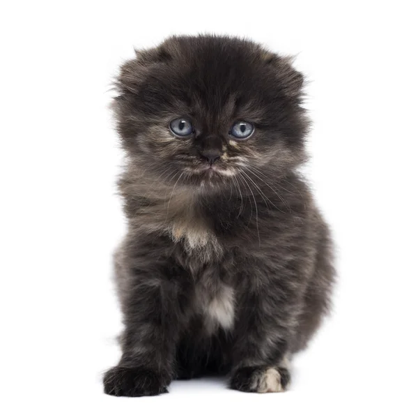 Front view of a Highland fold kitten looking at the camera, isol — Stock Photo, Image