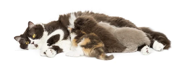 Front view of British Longhair lying, breastfeeding kittens, iso — Stock Photo, Image