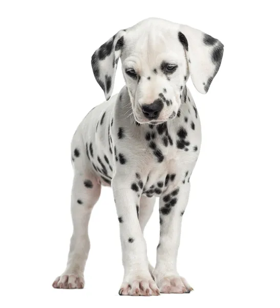 Čelní pohled dalmatské štěně postavení, izolované na bílém — Stock fotografie