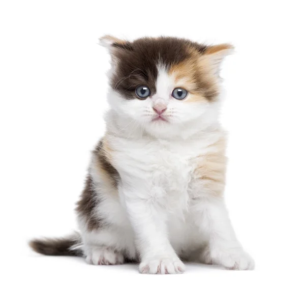 Front view of a Highland straight kitten sitting, isolated on wh — Stock Photo, Image