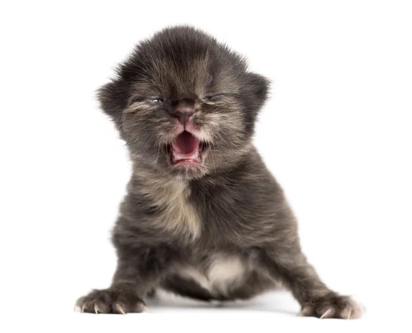 Highland straight or fold kitten facing, meowing, 1week old, iso — Stock Photo, Image