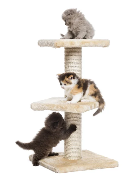 Hochlandfalte oder gerade Kätzchen, die auf einem Katzenbaum spielen, isolieren — Stockfoto