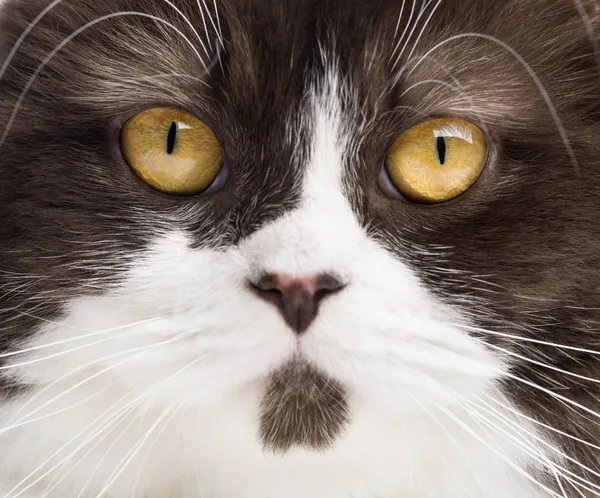 Close-up de um British Longhair olhando para a câmera — Fotografia de Stock