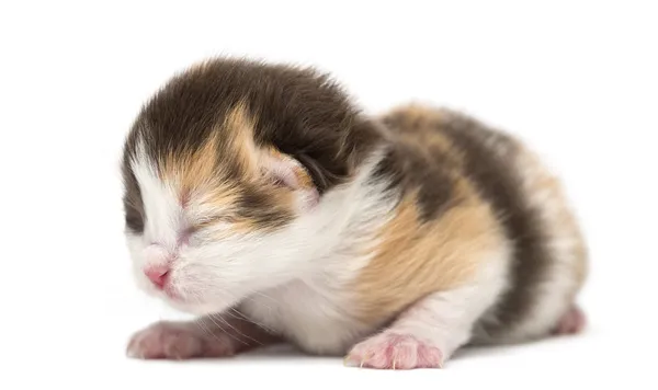 Новорожденный прямолинейный или сложенный котенок, лежащий, 1 неделя, изо — стоковое фото