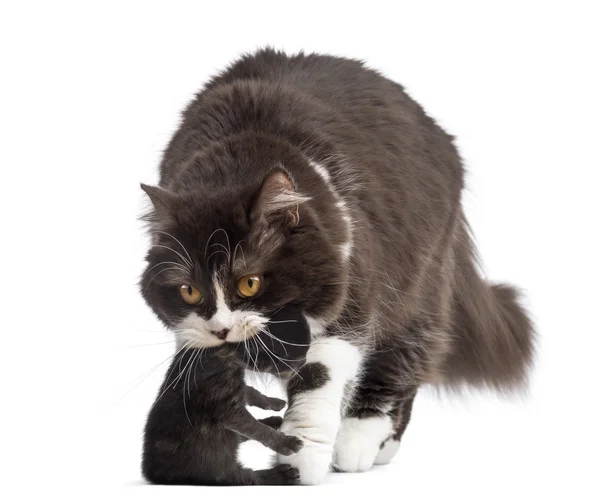 Vista frontal de British Longhair carregando um gatinho de uma semana de idade, i — Fotografia de Stock