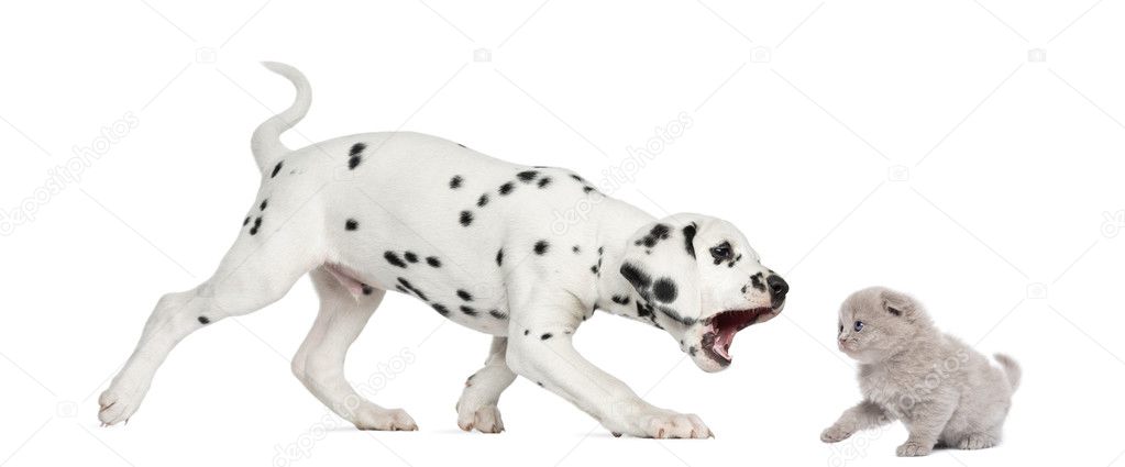 Side view of a Dalmatian puppy trying to bite a highland fold ki