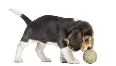 iskambil izole bir tenis topu ile a beagle köpek yavrusu yan görünüm