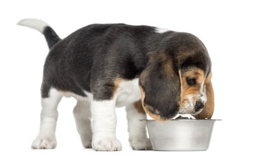 bir kase yemek olarak izole koklama beagle yavru köpek yan görünüm