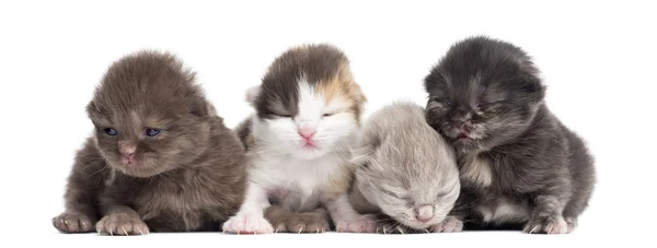 Altiplano recta o doblar gatitos en una fila, 1 semana de edad, aislado — Foto de Stock