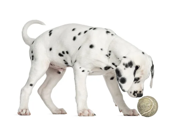 Widok strony szczeniak dalmatyńczyk wąchania pewien tenis piłka, na białym tle — Zdjęcie stockowe
