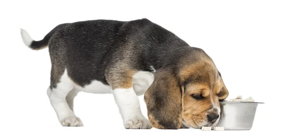 Vista lateral de um filhote de cachorro Beagle farejando comida, isolado em branco — Fotografia de Stock