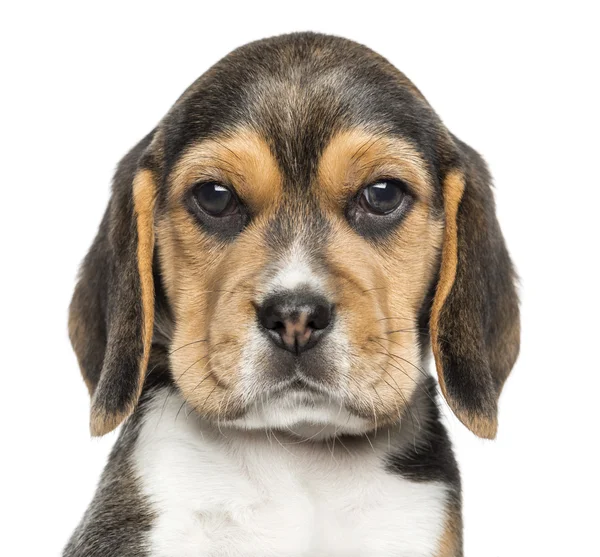 Închiderea unui cățeluș Beagle uitându-se la cameră, izolat pe wh — Fotografie, imagine de stoc
