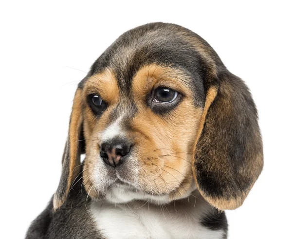 Primer plano de un cachorro Beagle mirando hacia otro lado, aislado en blanco — Foto de Stock