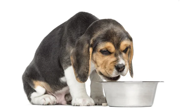 Beagle puppy sitting in front of a dog bowl without appetite, is — Stock Photo, Image