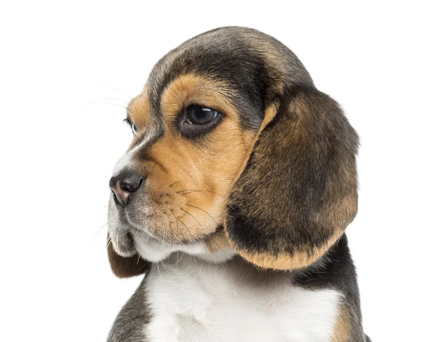 Primer plano del perfil de un cachorro Beagle, aislado en blanco —  Fotos de Stock