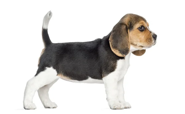 Sivunäkymä Beagle pentu seisoo, eristetty valkoinen — kuvapankkivalokuva