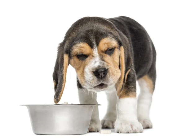 Framifrån av en beagle valp ser sjukt framför sin skål, — Stockfoto