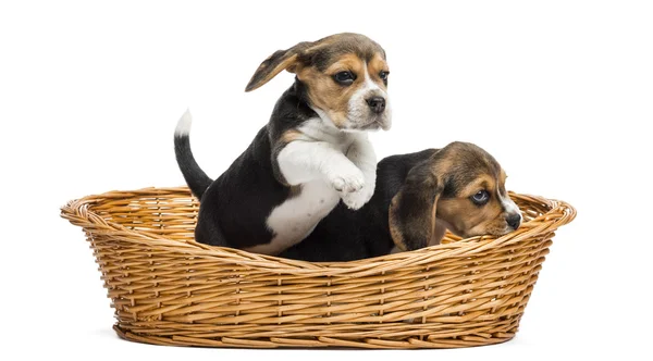 Два щенка Бигл играют в плетеной корзине, изолированные на белом — стоковое фото