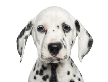 bakan, kamera, ISO seyir Dalmaçyalı yavru köpek Close-Up