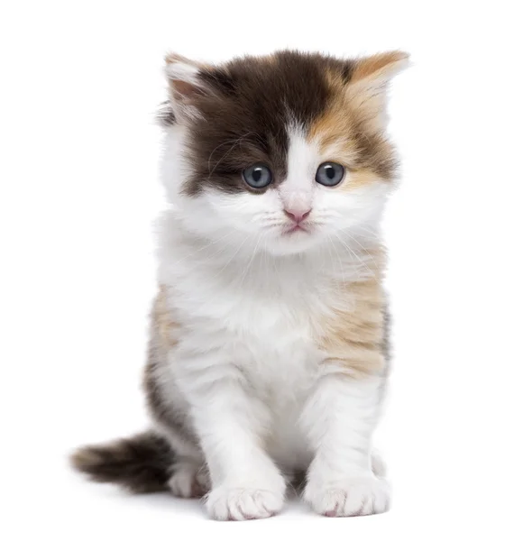 Front view of a Highland straight kitten sitting, isolated on wh — Stock Photo, Image