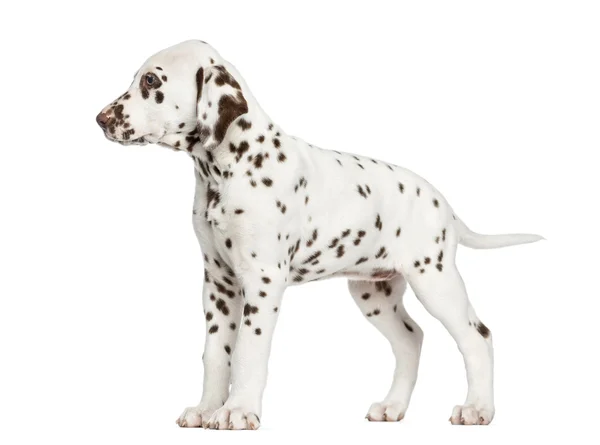 Dalmatische pup staande, geïsoleerd op wit — Stockfoto