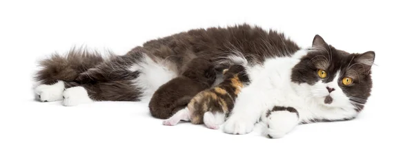 Rambut panjang Inggris berbaring menatap kamera, memberi makan anak kucing nya — Stok Foto