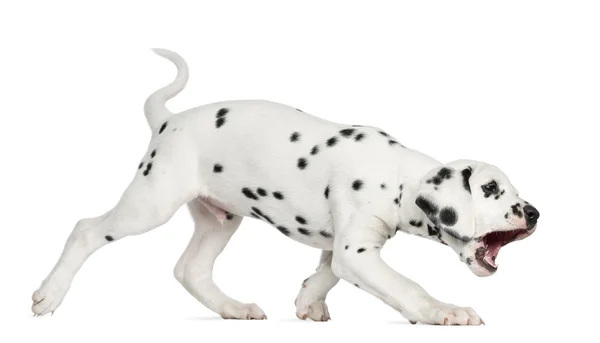 Zijaanzicht van een Dalmatische pup wandel- en blaffen, geïsoleerd op — Stockfoto