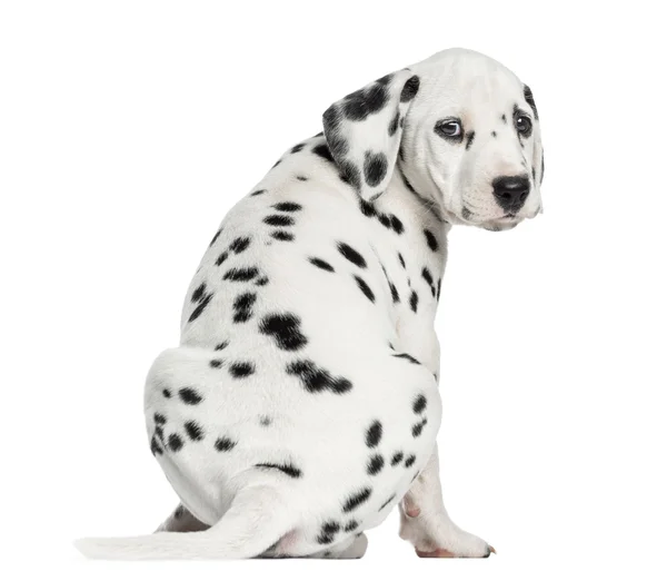 Rear view of a Dalmatian puppy sitting, looking at the camera is — Stock Photo, Image