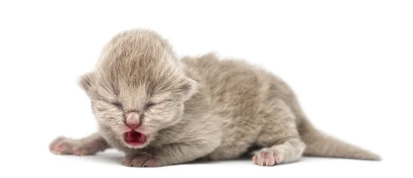 Highland straight or fold kitten, 1 week old, isolated on white — Stock Photo, Image