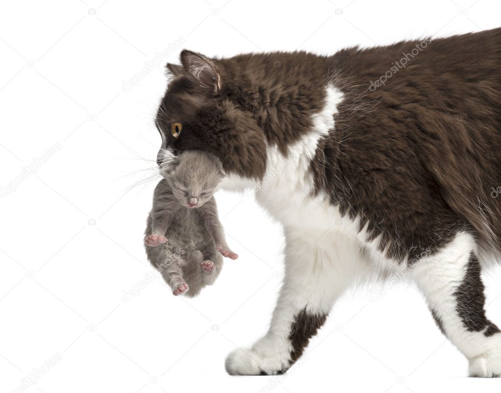 Close-up of a British Longhair carrying a one week old kitten, i