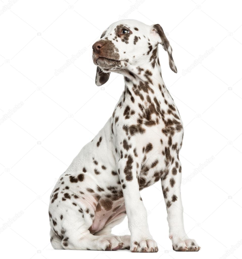 Side view of a Dalmatian puppy sitting, looking backwards, isola