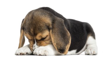 Front view of a Beagle puppy lying, hiding its face, isolated on clipart
