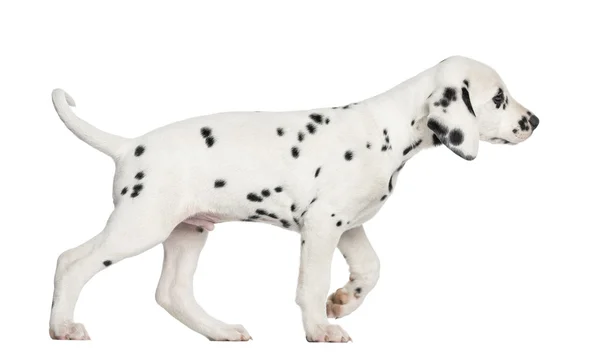 Zijaanzicht van een Dalmatische pup wandelen, geïsoleerde op wit — Stockfoto