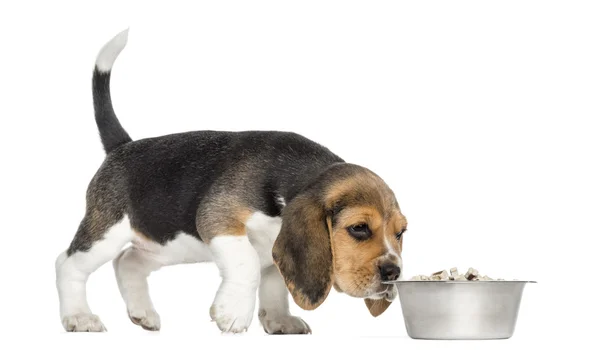 Vista lateral de um filhote de cachorro Beagle em pé, cheirando comida em uma tigela, eu — Fotografia de Stock