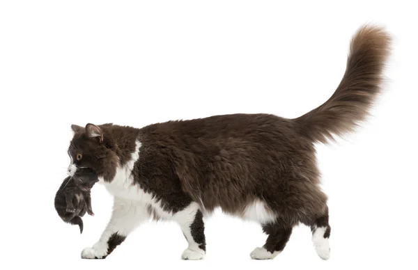 Side view of a British Longhair walking, carrying kitten, isolat — Stock Photo, Image