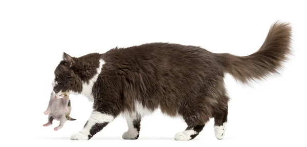 Side view of a British Longhair walking, carrying kitten, isolat — Stock Photo, Image