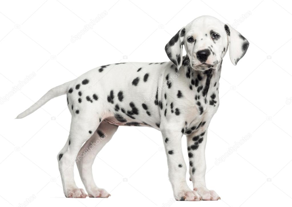 Side view of a Dalmatian puppy standing, looking away, isolated