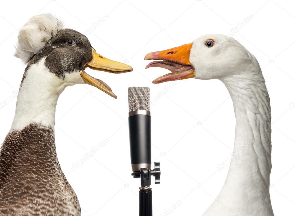 Duck and goose singing into a microphone, isolated on white