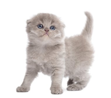 ayakta, kurmak, görünümlü yayla kat kedi yavrusu üzerinde beyaz izole