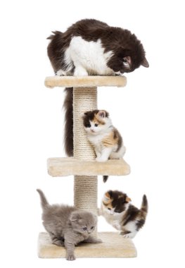 Grup üzerinde beyaz izole bir kedi ağaç üzerinde oyun kedi