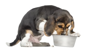 izole bir kaseden yemek aç beagle yavru köpek yan görünüm