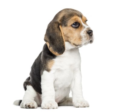 oturmuş, üzerinde beyaz izole beagle köpek yavrusu