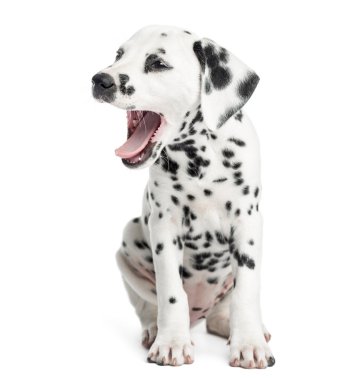 Dalmaçyalı yavru köpek esniyor, otururken, üzerinde beyaz izole